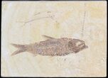 Detailed, Knightia Fossil Fish - Wyoming #42347-1